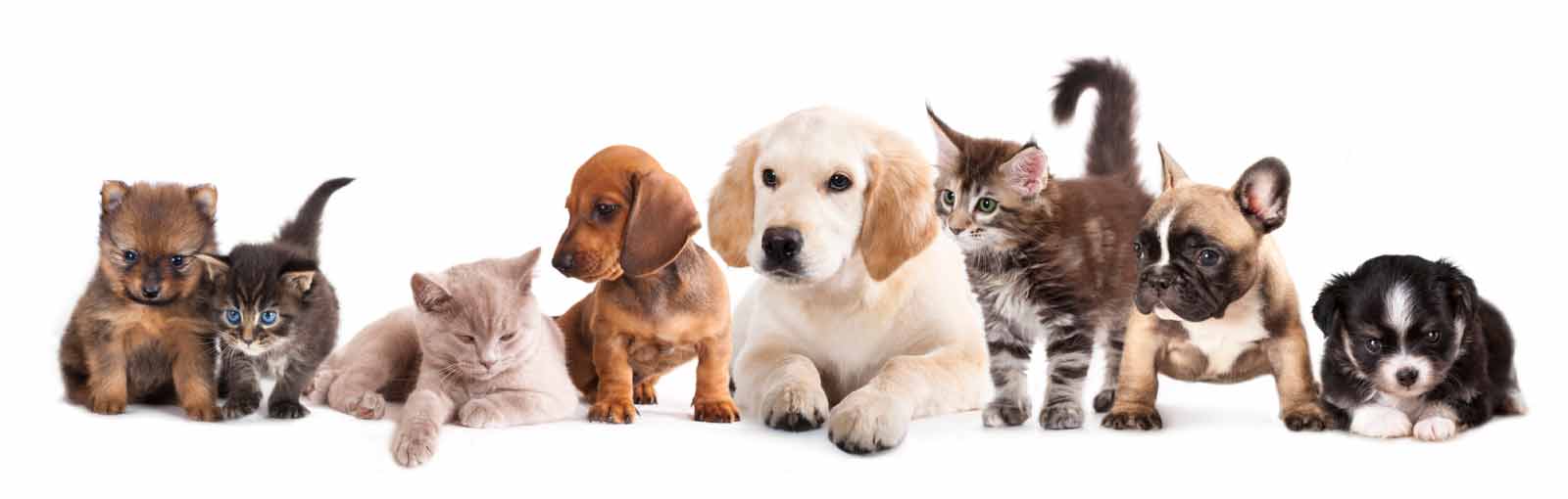 dog and cat veterinarian in tulare