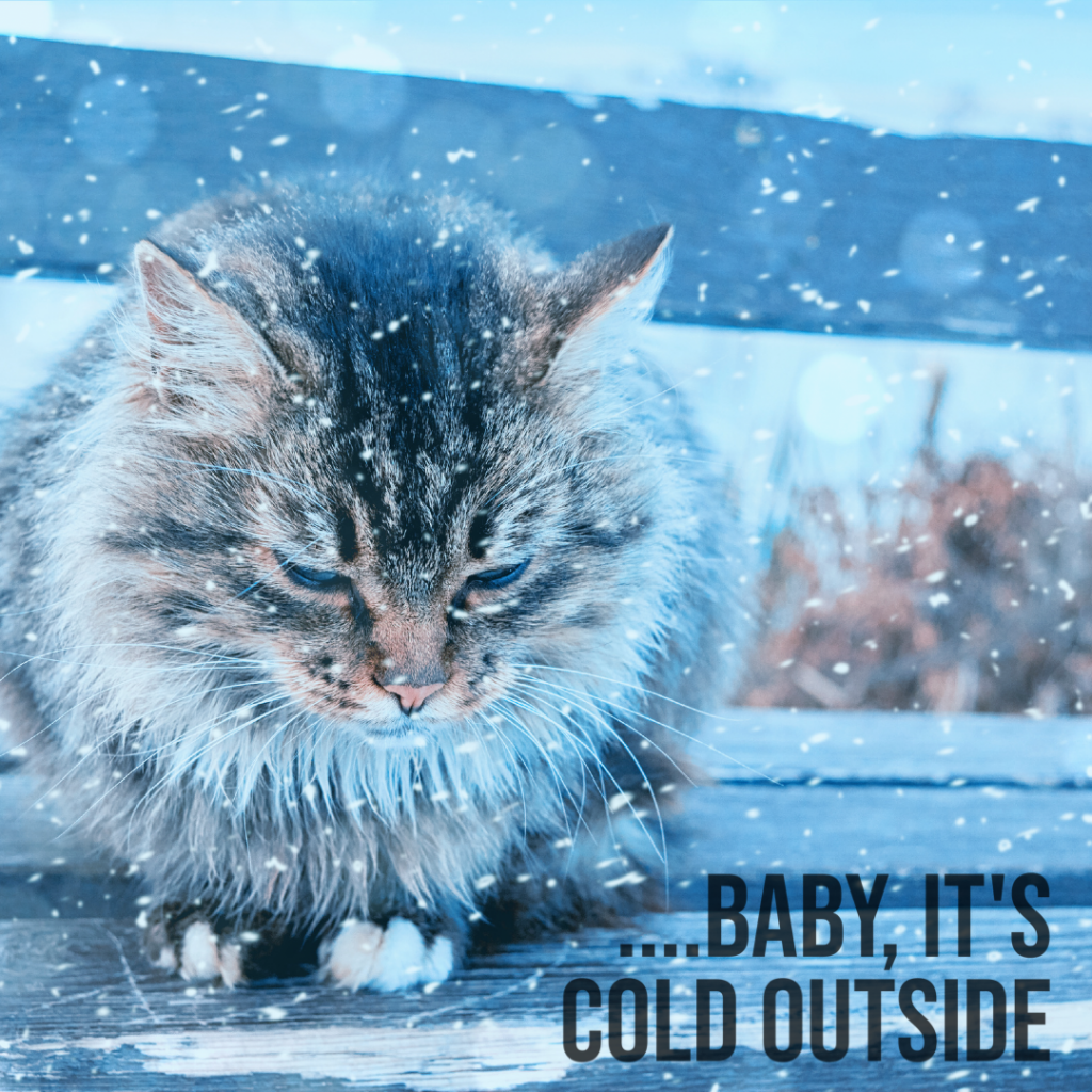 Tips to Help Outdoor Cats Stay Warm During the Winter