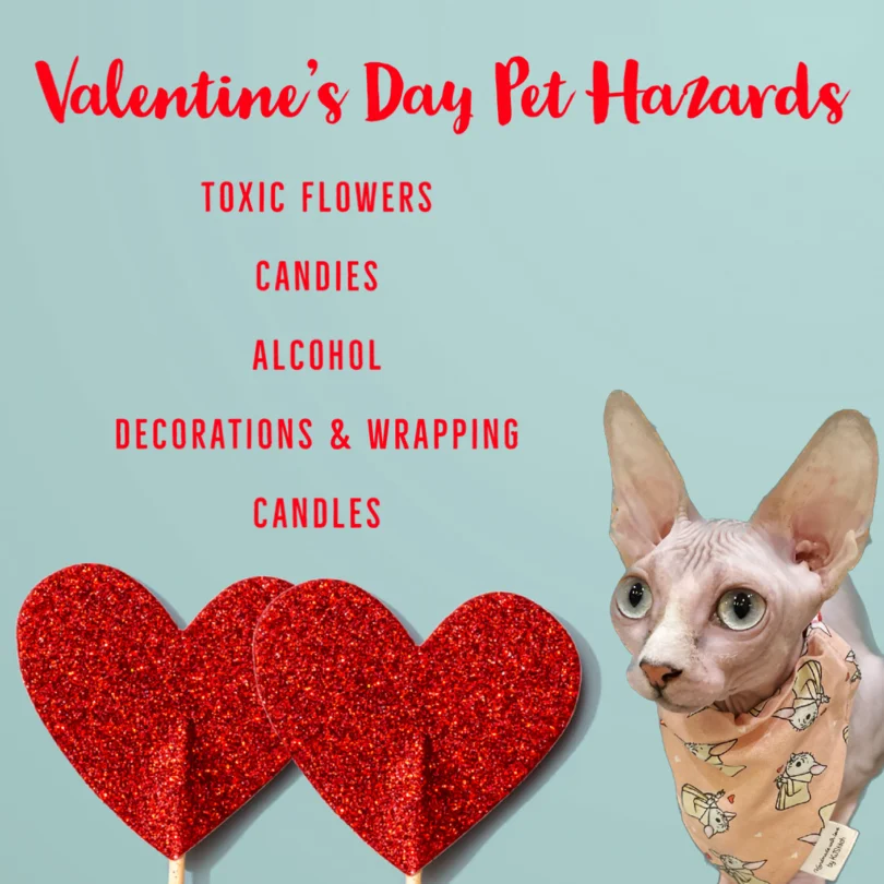 valentines day pet hazards