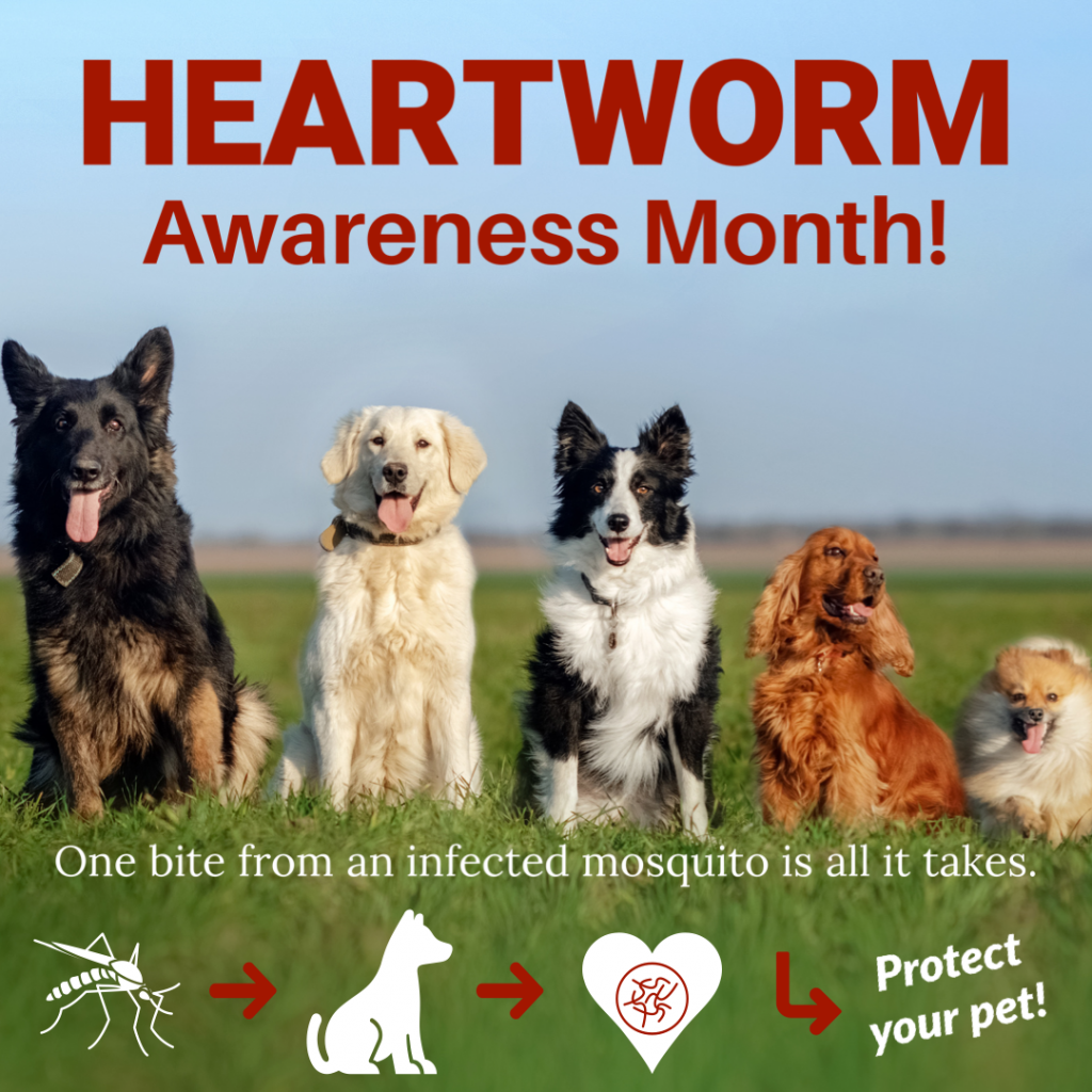 Heartworm Awareness Month