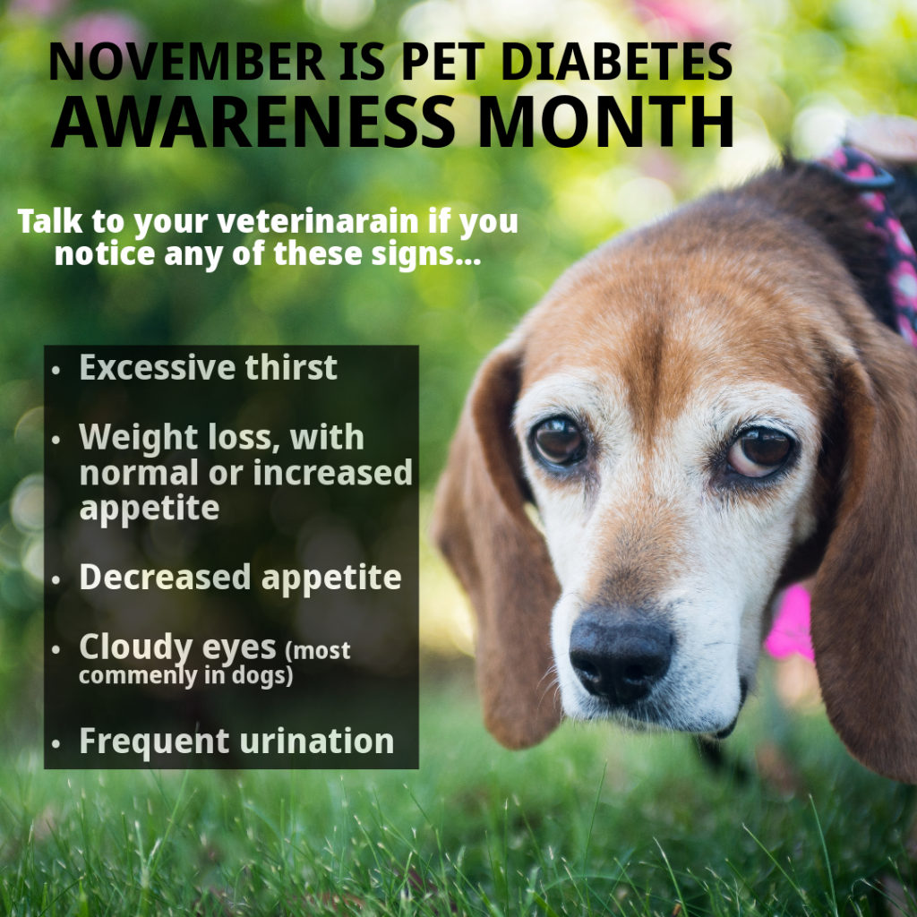 Pet Diabetes Awareness Month